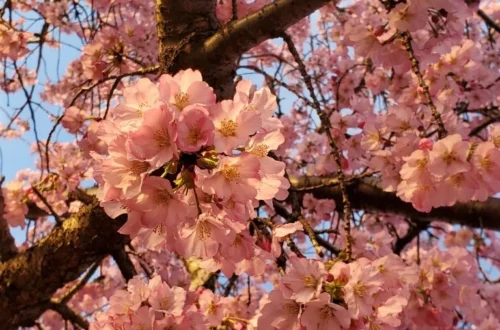 Cherry Blossoms in Washington, DC | Adventures with Shelby