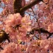 Cherry Blossoms in Washington, DC | Adventures with Shelby
