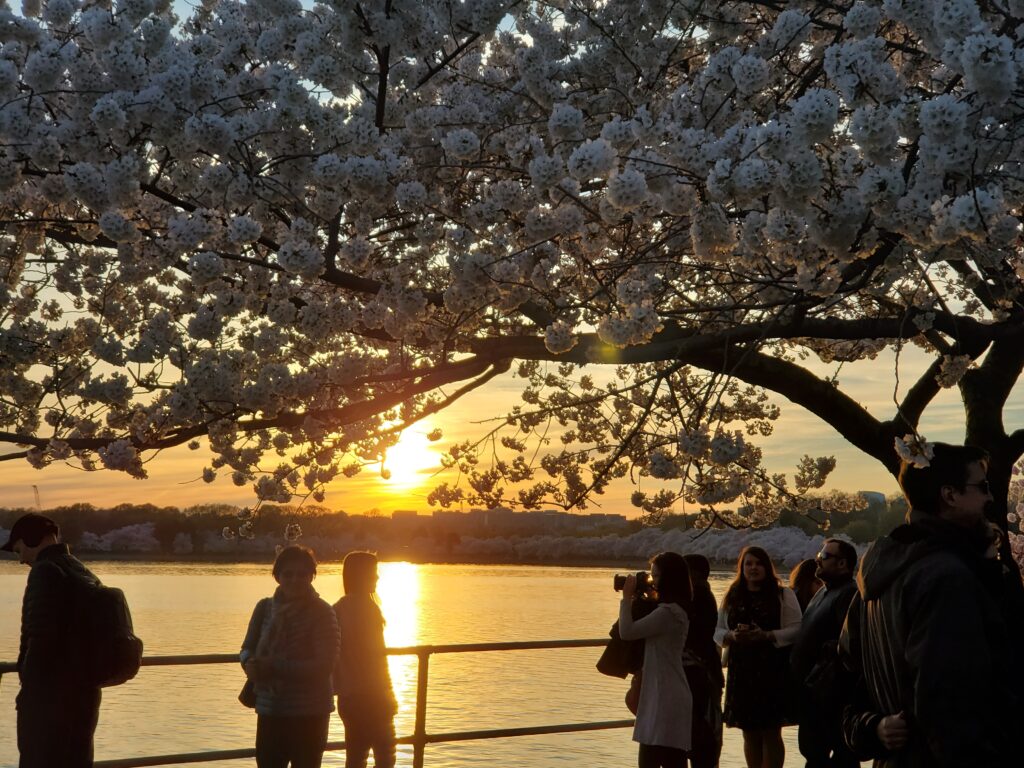 Cherry Blossoms in Washington, DC | Adventures with Shelby