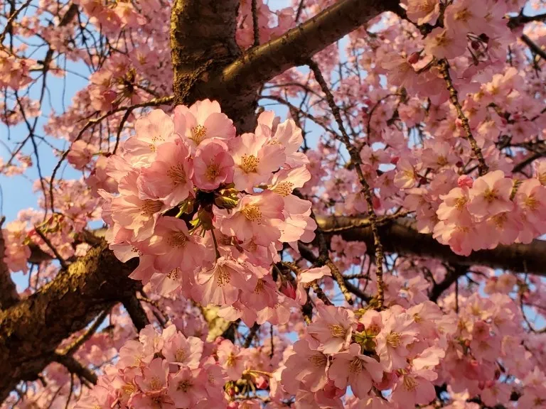 Cherry Blossoms in Washington, DC | Adventures with Shelby