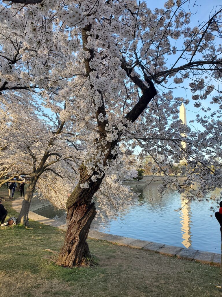 Cherry Blossoms in Washington, DC | Adventures with Shelby