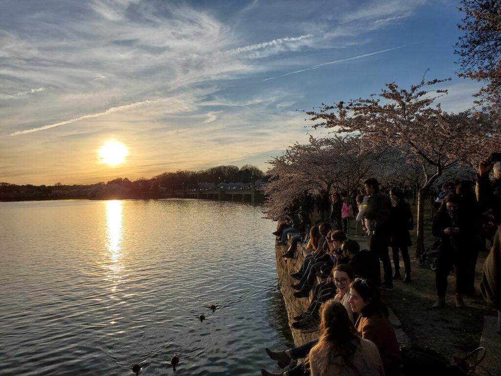 Cherry Blossoms in Washington, DC | Adventures with Shelby