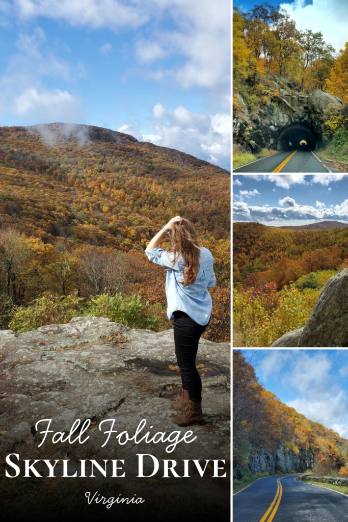 Fall Foliage on Skyline Drive in Shenandoah National Park | Adventures with Shelby
