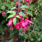 Malahide Castle near Dublin | Adventures with Shelby