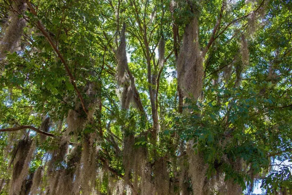 Savannah, GA | Adventures with Shelby