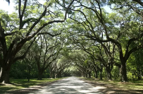 Savannah, Georgia | Adventures with Shelby