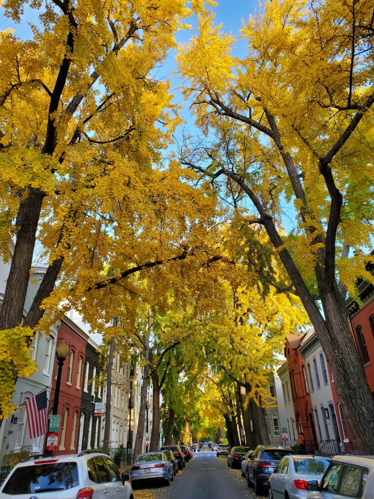 Swann Street, Washington DC