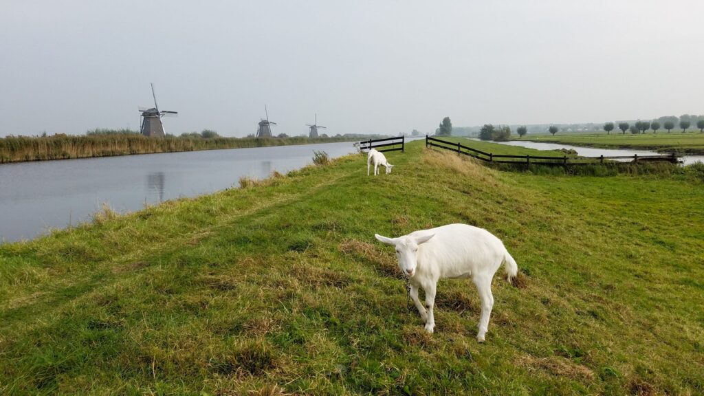 Kinderdijk Goats