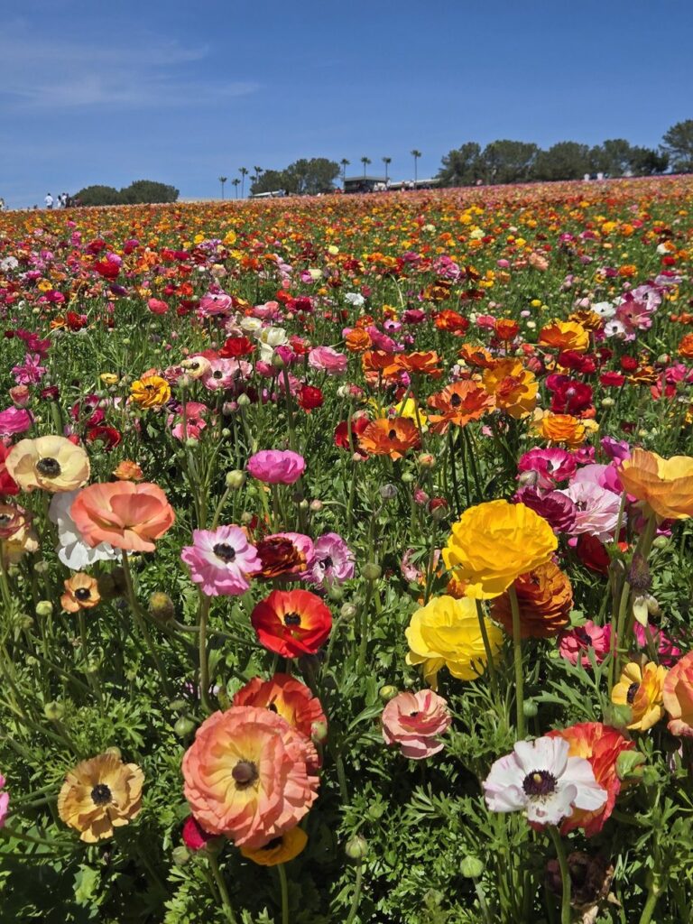 San Diego, California | Adventures with Shelby