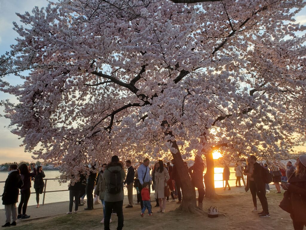 Cherry Blossoms in Washington, DC | Adventures with Shelby