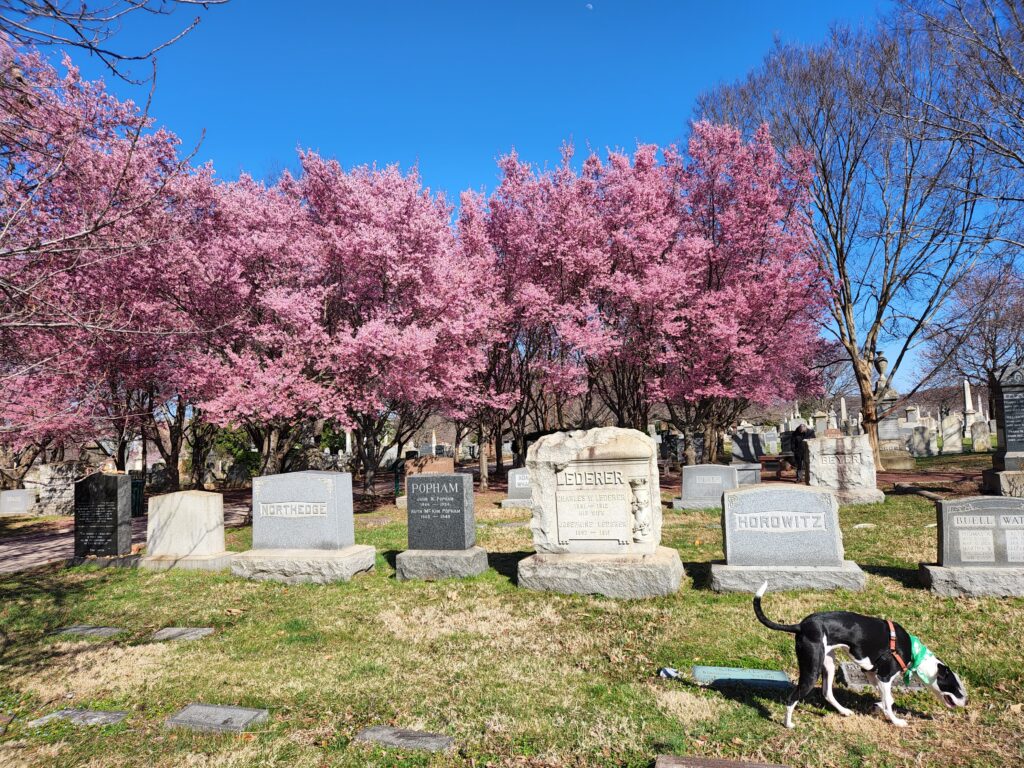 Cherry Blossoms in Washington, DC | Adventures with Shelby
