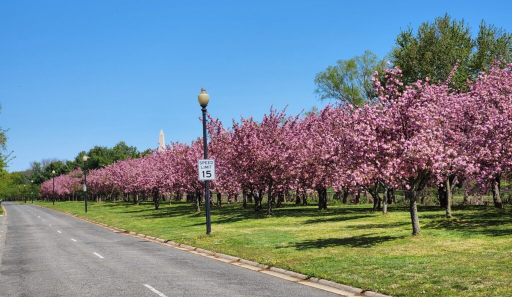 Cherry Blossoms in Washington, DC | Adventures with Shelby