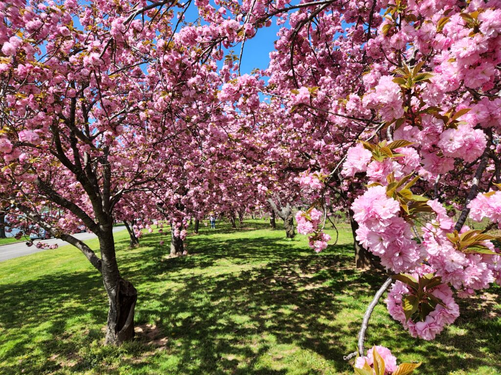 Cherry Blossoms in Washington, DC | Adventures with Shelby