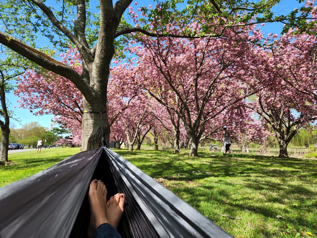 Cherry Blossoms in Washington, DC | Adventures with Shelby