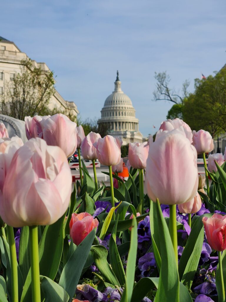 Spring in Washington, DC | Adventures with Shelby