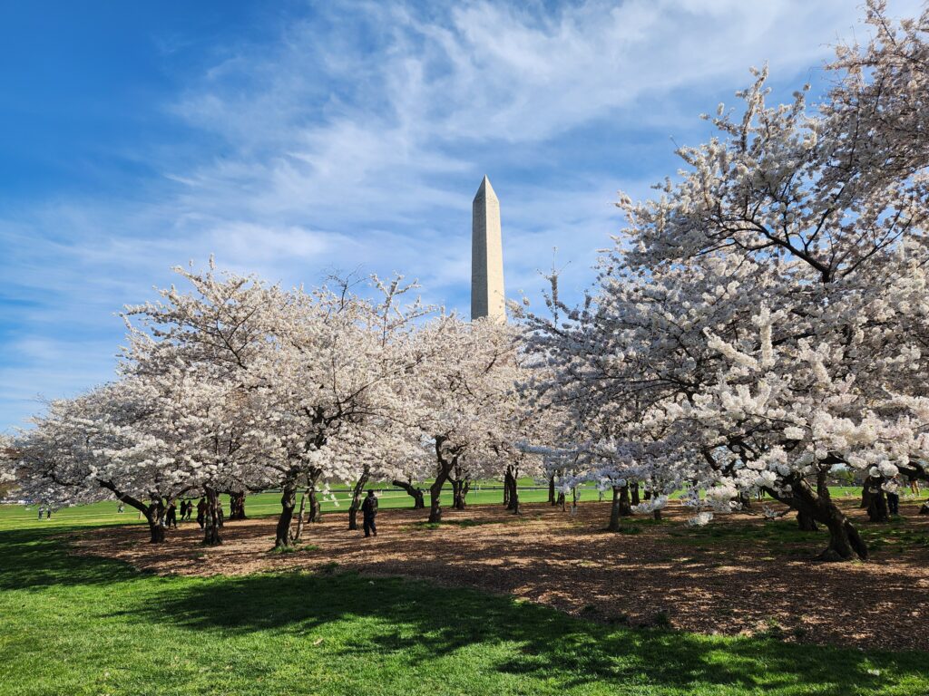 Cherry Blossoms in Washington, DC | Adventures with Shelby