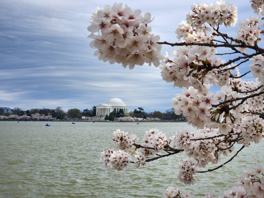 Cherry Blossoms in Washington, DC | Adventures with Shelby