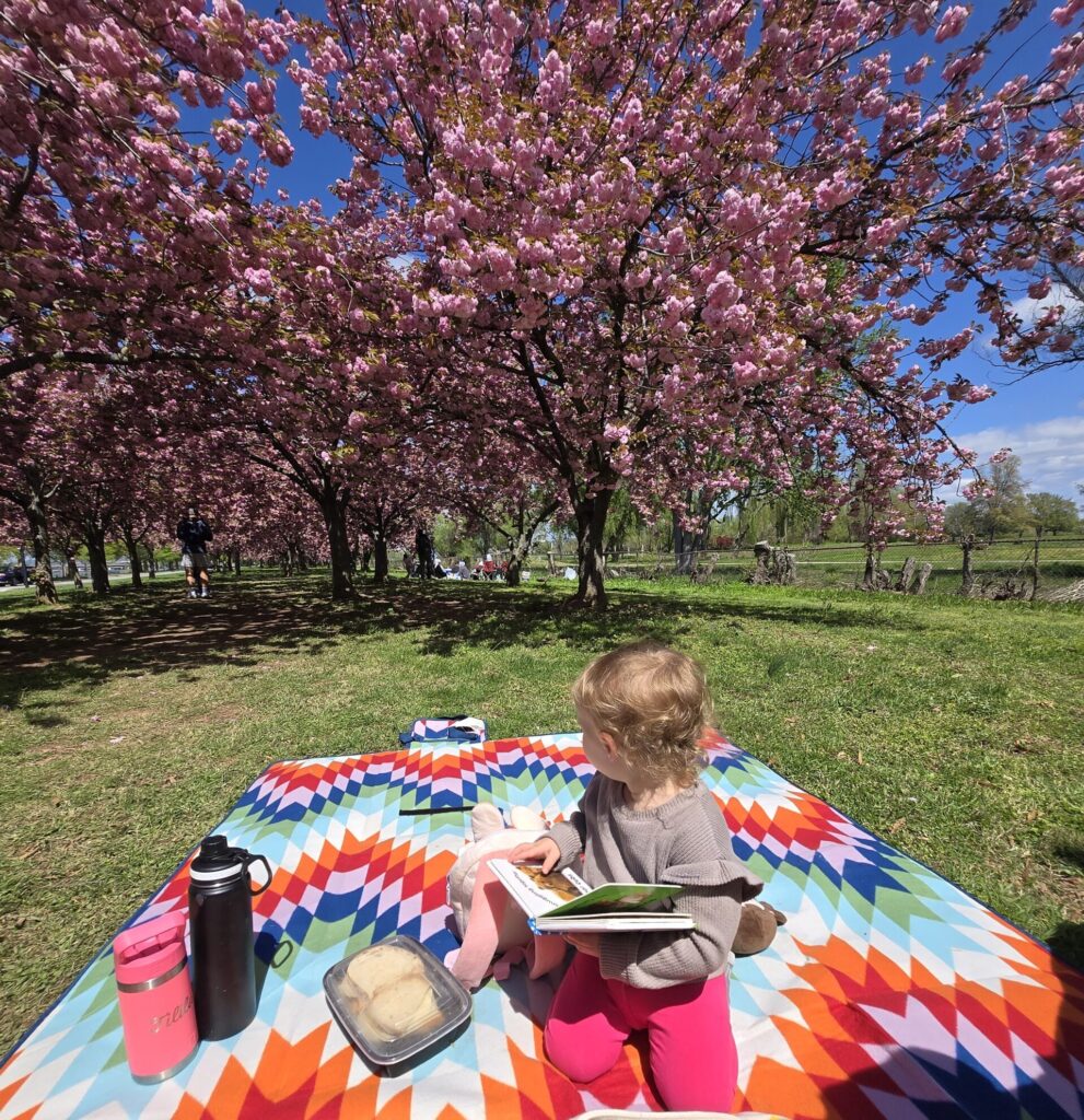 Cherry Blossoms in Washington, DC | Adventures with Shelby