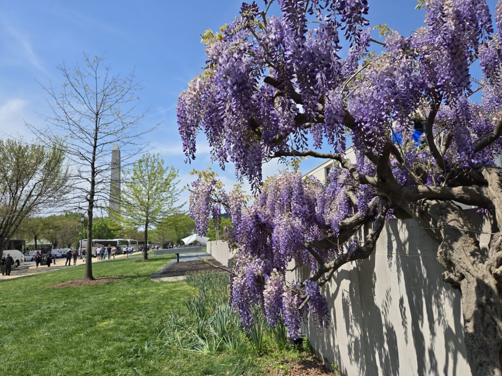 Spring in Washington, DC | Adventures with Shelby