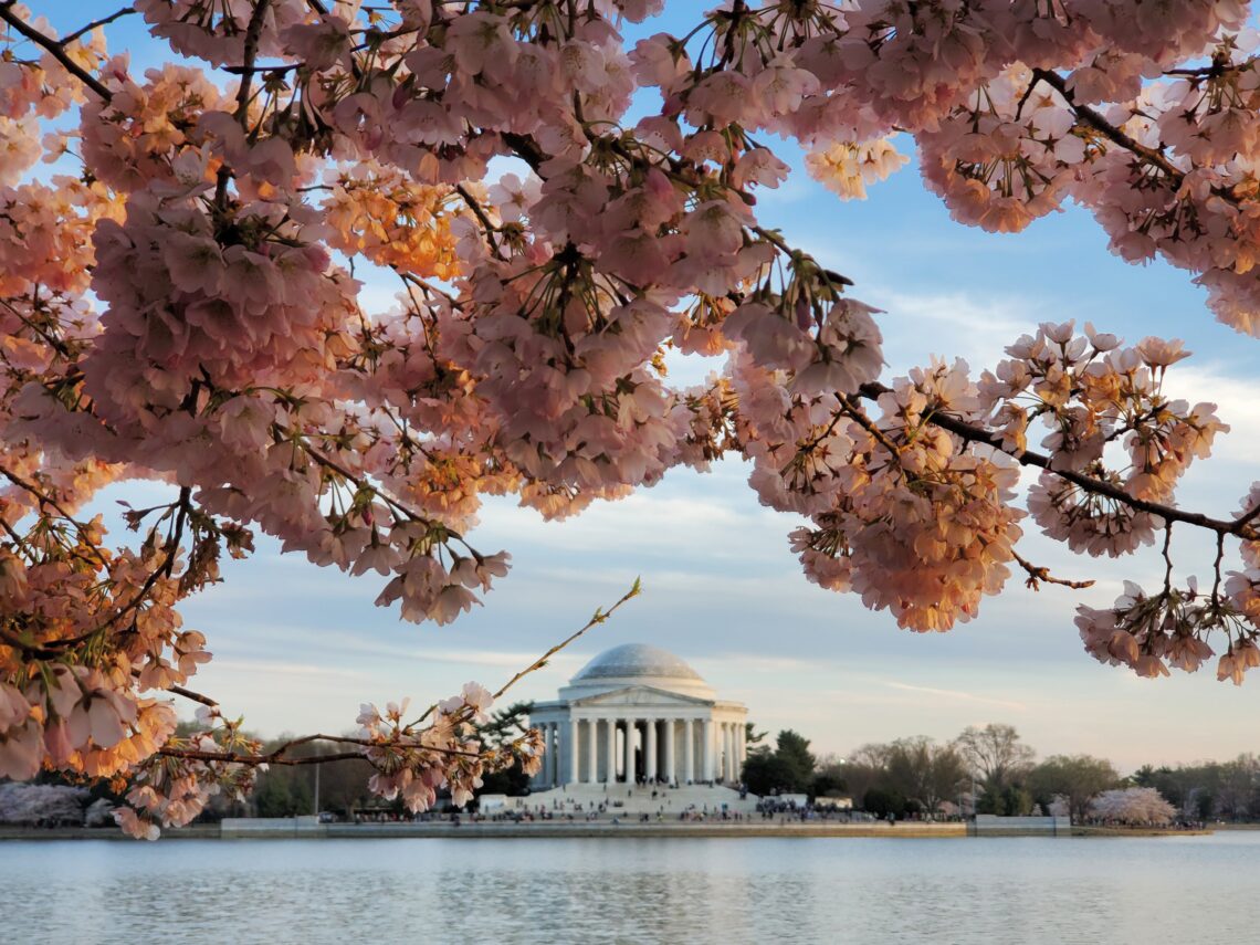 Cherry Blossoms in Washington, DC | Adventures with Shelby