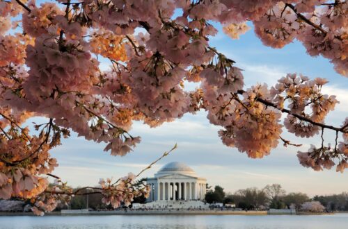 Cherry Blossoms in Washington, DC | Adventures with Shelby