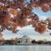 Cherry Blossoms in Washington, DC | Adventures with Shelby