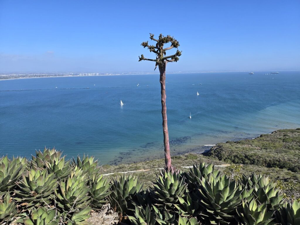 San Diego, California | Adventures with Shelby