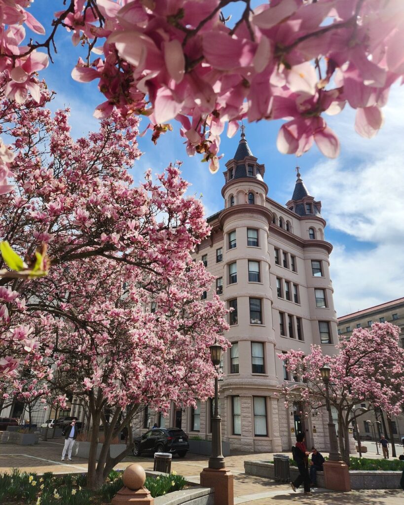 Spring in Washington, DC | Adventures with Shelby