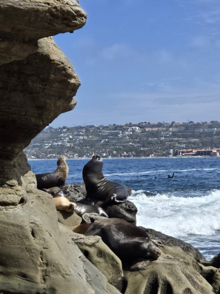 San Diego, California | Adventures with Shelby