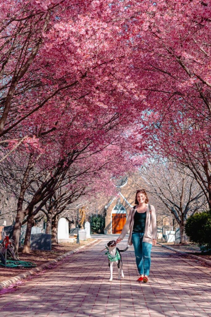 Cherry Blossoms in Washington, DC | Adventures with Shelby