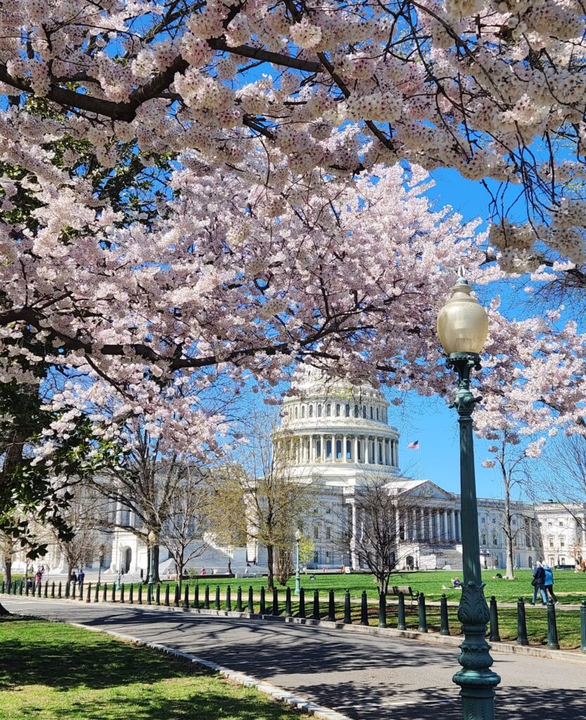 Cherry Blossoms in Washington, DC | Adventures with Shelby
