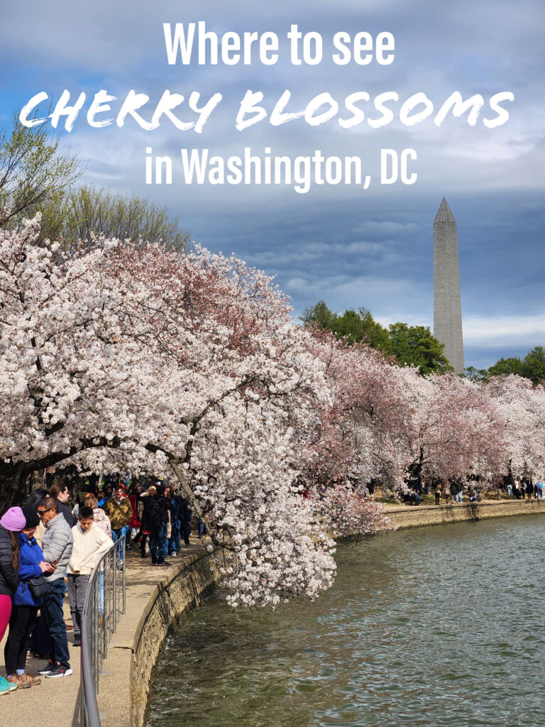 DC in Bloom: Where to see cherry blossoms in Washington, DC | Adventures with Shelby