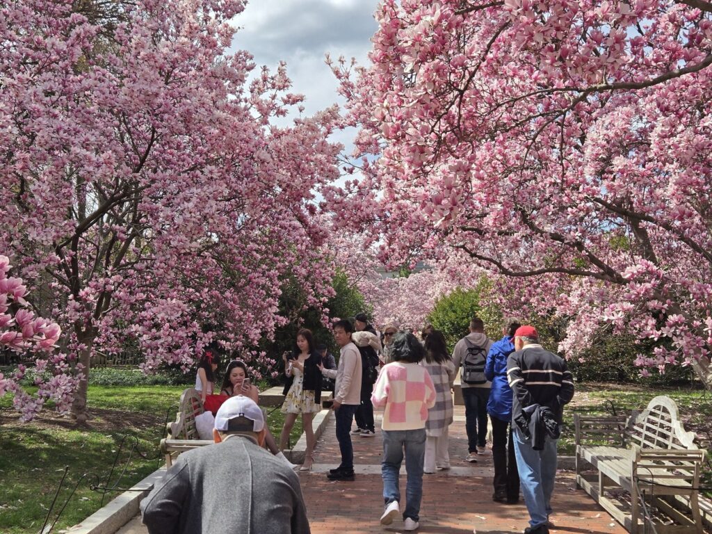 Spring in Washington, DC | Adventures with Shelby