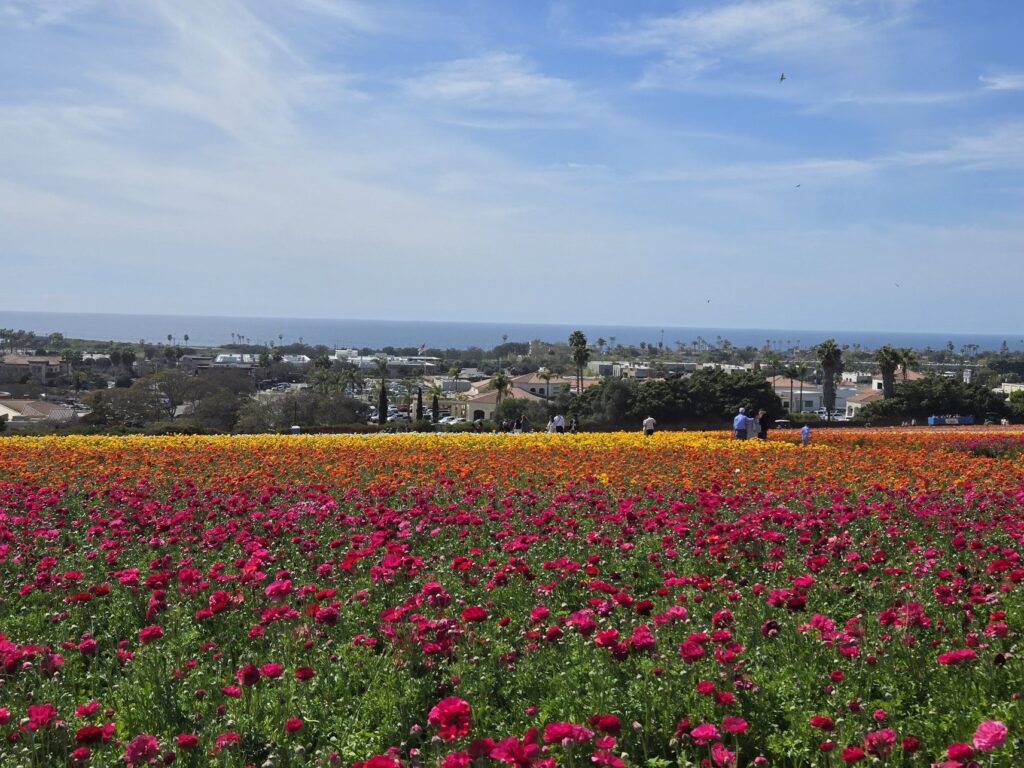 San Diego, California | Adventures with Shelby