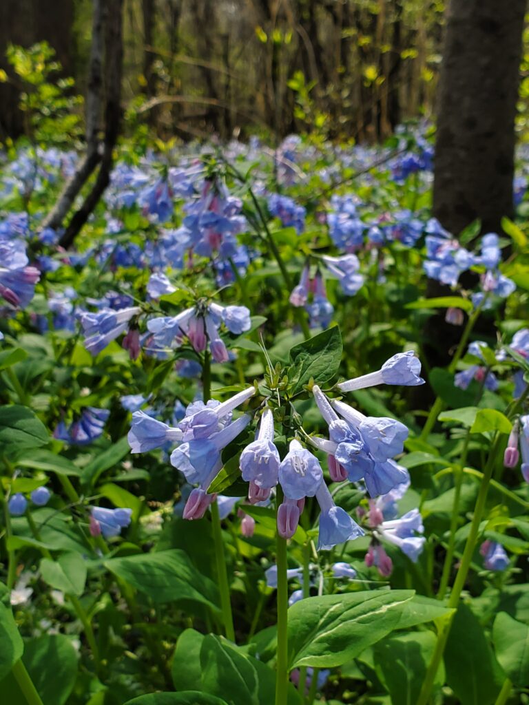 Where to See Virginia Bluebells: Easy Day Trips from DC | Adventures with Shelby