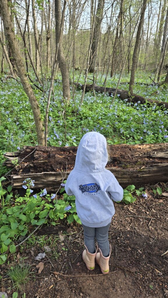 Where to See Virginia Bluebells: Easy Day Trips from DC | Adventures with Shelby