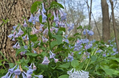 Where to See Virginia Bluebells: Easy Day Trips from DC | Adventures with Shelby