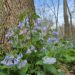 Where to See Virginia Bluebells: Easy Day Trips from DC | Adventures with Shelby
