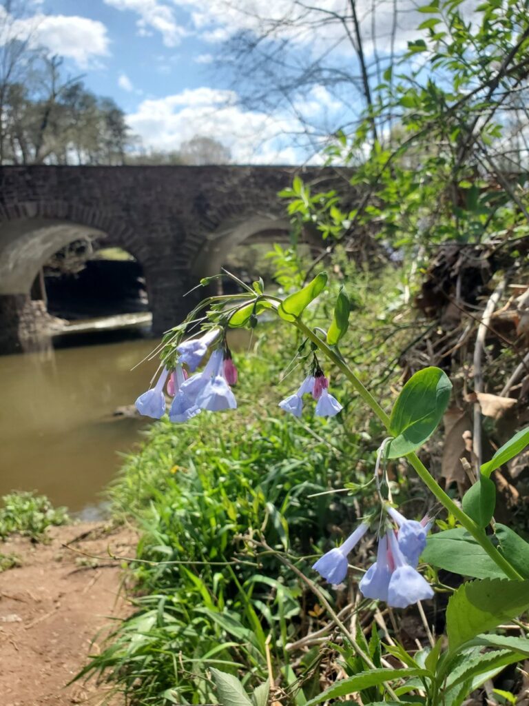Where to See Virginia Bluebells: Easy Day Trips from DC | Adventures with Shelby