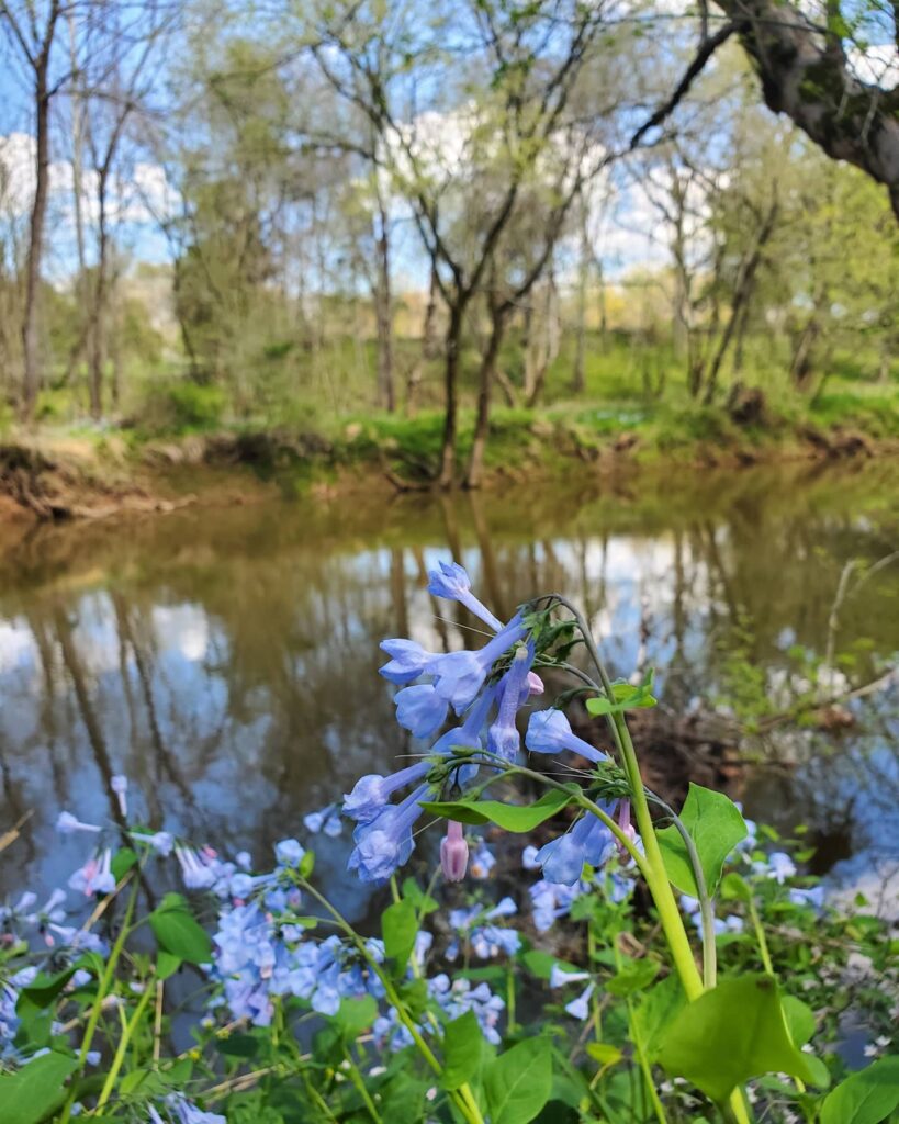 Where to See Virginia Bluebells: Easy Day Trips from DC | Adventures with Shelby