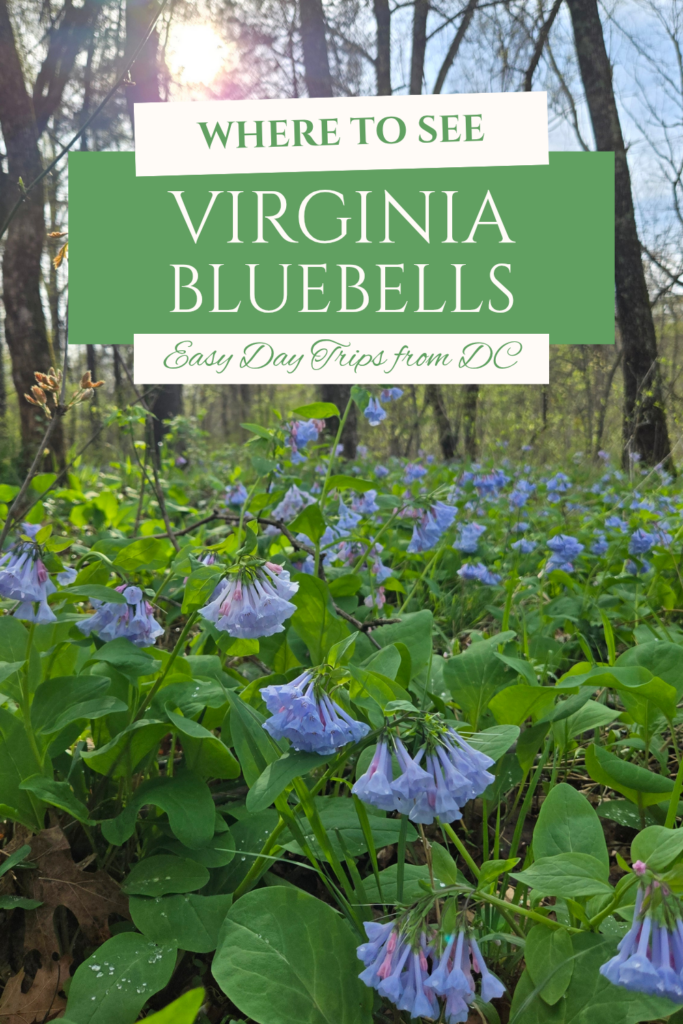 Where to See Virginia Bluebells: Easy Day Trips from DC | Adventures with Shelby