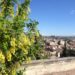 Avignon, France | Adventures with Shelby